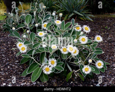 Die Marlborough Rock Daisy oder Pachystegia Insignis ist eine Pflanze gleichermaßen zu Hause in Native, Hütte und formale Gärten. Ein Mitglied der Familie der Asteraceae Pflanzen, diese Heimat Neuseeland ist eine niedrig wachsende, winterharte Pflanze mit spektakulären White Daisy-wie Blumen im Sommer und beeindruckende Samenköpfe im Herbst. Es sieht besonders gut in Massen Pflanzungen und in Töpfen. Die Marlborough Rock Daisy gedeiht in voller Sonne in gut durchlässigen Boden und findet sich oft in den felsigen Küstengebieten wie z. B. entlang der Küste von Kaikoura. Seine ledrigen, grüne Blätter mit gefilzte Kanten und Unterseiten machen es ideal für windige, co Stockfoto