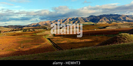 Marlborough liegt im Nordosten der Südinsel Neuseelands und ist bekannt für sein trockenes Klima, die atemberaubenden Marlborough Sounds und die Herstellung von Sauvignon Blanc Wein. Blenheim ist das wichtigste Zentrum der Region und bietet Besuchern eine malerische Landschaft. Stockfoto