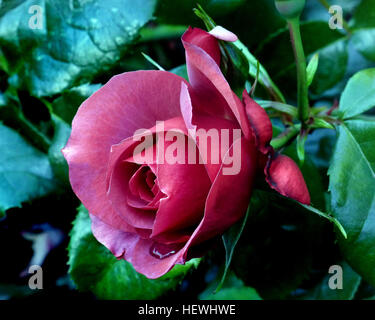 Große Blüten Korallen / tief rosa mit einem süßen Duft. Aufrechter Wuchs und buschig mit sehr gesundem Laub. Stockfoto