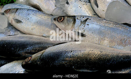 Milkfish Aquakultur zuerst ereignete sich rund 800 Jahren auf den Philippinen und in Indonesien, Taiwan, und in den Pazifik verbreitet. Traditionelle Milchfisch Aquakultur angeführte Besatzmaßnahmen Teiche durch das Sammeln von wilden braten. Dies führte zu einer Vielzahl von Variabilität in Qualität und Quantität zwischen den Jahreszeiten und Regionen.  In den späten 1970er Jahren hervorgebracht Landwirte zunächst erfolgreich Zucht Fisch. Jedoch, sie waren schwer zu bekommen und produziert unzuverlässig Ei Lebensfähigkeit 1980 die ersten spontanen Laichen im Meer Käfigen passiert. Diese Eizellen wurden gefunden, um ausreichen, um eine konstante Versorgung für Betriebe erzeugen Stockfoto