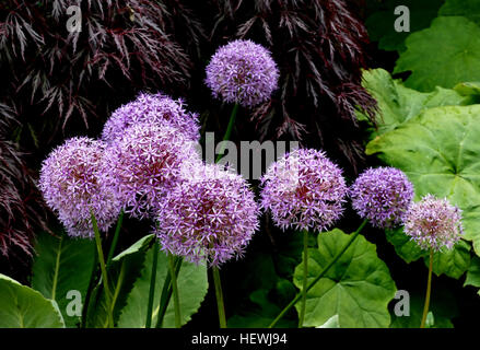 Allium „Globemaster“ produziert große sphärische lila Blüten mit einem Durchmesser von bis zu 15 cm, die einmal pro Saison blühen. Auf die Blüten folgen im Herbst markante Samenköpfe, was sie zu einer beliebten Ergänzung von Gärten und Blumenarrangements macht. Er wird auf 80 cm hoch und breitet sich auf 15 cm aus. Stockfoto