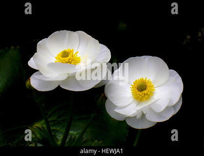 Mount Cook Lily ist einer der bekanntesten alpinen Pflanzen Neuseelands. Seine Blüte Bild wurde auf Postkarten, Briefmarken und sogar als Logo auf der Seite der Flugzeuge verwendet. Nirgends ist es schöner wenn als wenn gesehen wachsen in großer Zahl auf einem Berg Hügel mit seinen schönen weißen Blüten und große glänzende Blätter. Stockfoto