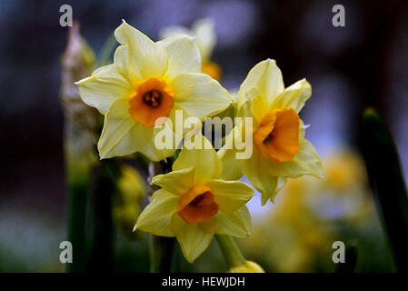 Narcissus ist eine Gattung von hauptsächlich winterhart, meist Frühjahr blühen, knolligen Stauden in der Amaryllis-Familie, Unterfamilie Amaryllidoideae. Verschiedene allgemeine Namen einschließlich Narzisse, Narzisse und Jonquil werden verwendet, um alle oder einige der Gattung beschreiben Stockfoto