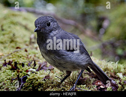 New Zealand Robins und Riruriru ähneln britische Rotkehlchen, aber die beiden Gruppen sind nicht näher verwandt. Neuseeland-Arten gehören zu den australischen – New Guinea Familie Petroicidae.  Rotkehlchen und Riruriru haben große Köpfe, kurze Hälse, runden Körper und eine aufrechte Haltung. Sie haben kurze Borsten um die Rechnung. Rotkehlchen haben lange Beine und sind größer als Riruriru. Alle sind Insektenfresser. Der älteste bekannte Vogel lebte 16 Jahre, aber ihre Lebenserwartung beträgt drei Jahre. Stockfoto