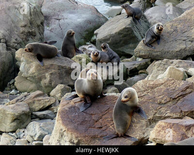 NZ Robben spielen - direkt neben der State Highway 1 zu sehen.  Ohau Point Seal Colony möglicherweise Neuseelands am leichtesten zugängliche Dichtung beobachten Erfahrung. Und es ist kostenlos! Der Parkplatz ist direkt vom State Highway 1 und wie ein Reisender ausdrückte "die Dichtungen sind genau dort wartet auf Sie!"  Ein herrlicher Ort an einem schönen Tag mit der Kulisse des mächtigen Pazifischen Ozeans. Viel Spaß! Stockfoto