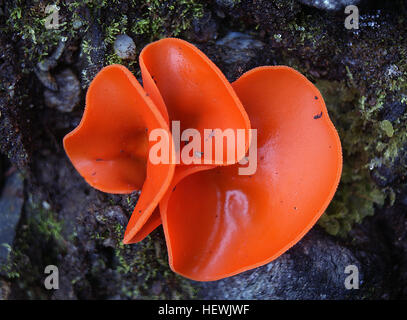 Aleuria Aurantia The Orange Peel Pilz ist eine weit verbreitete Schlauchpilz Pilz in Ordnung Pezizales. Das leuchtende Orange schalenförmige Ascocarps erinnern oft an Orangenschalen verstreut auf dem Boden, geben diese Art seinen Namen Stockfoto