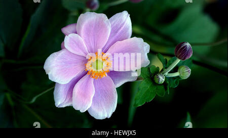 Krautige mehrjährige Blume, Frühjahr blühende Birne auch bekannt als Hybrid Anemone Anemone X hybrida Butterblume Familie Synonym: ein Hupehensis var. Japonica x A. Vitifolia, A. Japonica, A. X elegans diese zart aussehende Staude ist eine zuverlässige Spätsommer bis Mitte Herbst blühende Pflanze, Herstellung von Massen von zierlichen weiß bis rosa bis rose blüht erhebt sich über attraktiv gelappt mittlere grüne Laub. Blumen können Einzel-, Doppel- oder halbgefüllt sein. Stockfoto