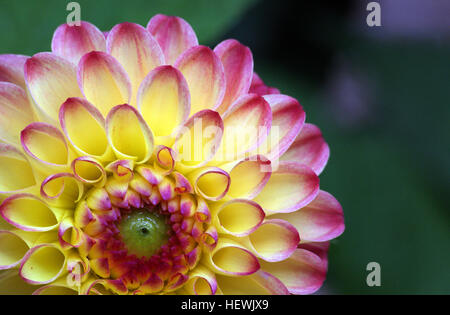 Dahlien Pflanzen sind erstaunlich, ein weiteres Beispiel für Gartenbau Magie. Die Abendessen Plattenarten können einen vollen Meter hoch in ein paar Monaten beim produzieren blüht fast 30 cm Durchmesser wachsen. Stockfoto