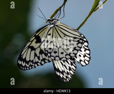 Dieses Foto zeigt eine Idee des Leukonoe-Schmetterlings, auch bekannt als der Rice Paper-Schmetterling oder Large Tree Nymphe. Das auffällige Schwarz-weiß-Muster und die Flügelspannweite von 9-10 cm machen ihn zu einer bemerkenswerten Art im Schmetterlingsschutz, die im Butterfly House im Dunedin Museum erfasst wurde. Stockfoto