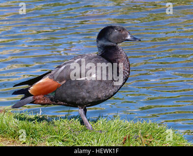 Die Paradies-Brandgans (Tadorna Variegata) ist eine große Gans-wie Ente endemisch in Neuseeland. Es ist eine Brandgans, eine Gruppe von großen Gans-wie Vögel, die die Vogelfamilie Anatidae gehören. Der Gattungsname Tadorna stammt aus keltischen Wurzeln und bedeutet "pied Wasservögel" bekannt, die Māori als Pūtangitangi, aber jetzt allgemein bezeichnet als die "Paradies-Ente", es ist ein begehrter Spiel Vogel. Die männlichen und weiblichen haben markante Gefieder: das Männchen hat einen schwarzen Kopf und vergitterten schwarzer Körper, das Weibchen einen weißen Kopf mit einem Kastanien Körper.  Das Paradies Brandgänse Leben meist paarweise Weiden auf gr Stockfoto