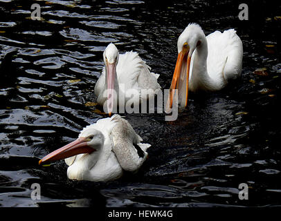 Pelikane sind eine Gattung der große Wasservögel aus der Familie Pelecanidae. Sie zeichnen sich durch einen langen Schnabel und großen Kehlsack in Fang von Beute und Ablassen von Wasser aus dem geschöpft, Inhalt vor dem Schlucken verwendet. Stockfoto