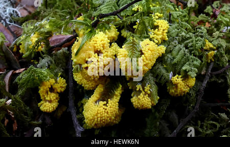 Physarum Polycephalum, wörtlich der "vielköpfigen Schleim", ist eine Schleim-Form, die schattige, kühlende, feuchte Gebieten bewohnt, wie z. B. verfallenden verlässt und protokolliert. Wie Schleimpilze im Allgemeinen ist es lichtempfindlich; vor allem kann Licht Abstoßen der Schleim-Form und ein Faktor bei der Auslösung von Spore Wachstum. Stockfoto