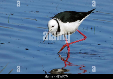 Pied Stilt Slim und anmutige, Trauerschnäpper Stelzen (Himantopus Himantopus) können im Herbst und Winter, bevor sie zu ihren Brutplätzen im späten Winter – Frühjahr fliegen zu Hunderten an großen Flussmündungen und Seen gesehen werden. Sie sind auf der Krone, Nacken, Rücken und Flügel schwarz und weiß an anderer Stelle. Gewicht 190 Gramm und Messen 35 Zentimetern.  Ein selbst eingeführten Arten, die verhältnismäßig vor kurzem (vielleicht um 1800) aus Australien angekommen, hat der Trauerschnäpper Stelzenläufer in Neuseeland blühte. – eine Versorgung mit günstigen Lebensmitteln wurde entlassen, als Auwälder und Buschland umgewandelt wurden, auf die Weide. Im Jahr 1993 Stockfoto