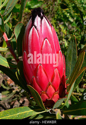 Dieses Foto einer Protea-Blume, die in Südafrika beheimatet ist, hebt die lebendigen Farben und die komplizierten Details dieser berühmten Pflanze hervor. Proteas sind bekannt für ihre großen, markanten Blüten und ein Symbol für Südafrikas vielfältige Flora. Stockfoto