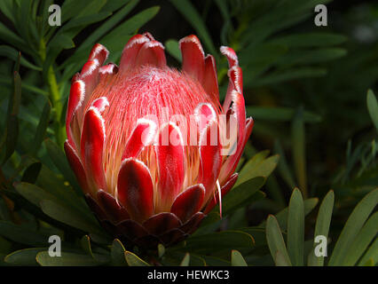 Rosa Ice Protea Neriifolia X susannae die kühnsten aller Proteas, Pink Ice ist gut geeignet, geringer Wartungsaufwand, geringer Nutzung Wassergärten. Spektakuläre Blüten, frisch oder getrocknet. Stockfoto