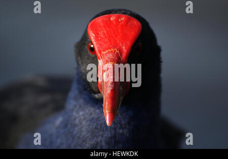 Dieses Bild zeigt den *Pukeko* (Porphyrio porphyrio), auch bekannt als Purple Gallinule oder Swamp Hen, einen Wasservogel aus Neuseeland. Der Pukeko zeichnet sich durch sein markantes lila und blaues Gefieder aus und findet sich häufig in Feuchtgebieten und sumpfigen Gebieten des Landes. Stockfoto