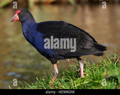 Dieses Bild zeigt einen leuchtend blau-roten Vogel, der allgemein als Pukeko oder Purple Gallinule (Porphyrio porphyrio) bezeichnet wird. Diese in Neuseeland vorkommende Art ist bekannt für ihre auffälligen Farben, darunter einen hellroten Schnabel und ihre Vorliebe für Feuchtgebiete, was sie zu einem ikonischen Wasservögel in der Region macht. Stockfoto