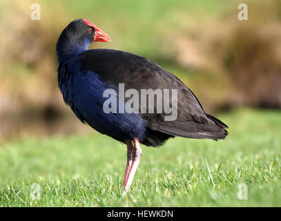 Dieses Bild zeigt einen blauen Vogel, möglicherweise einen Pukeko (Porphyrio porphyrio), ein Wasservögel aus Neuseeland. Der Pukeko ist bekannt für seine leuchtend blauen Federn, seinen roten Schnabel und seine starke Assoziation mit Feuchtgebieten, die häufig in Sümpfen und Sümpfen im ganzen Land vorkommen. Stockfoto
