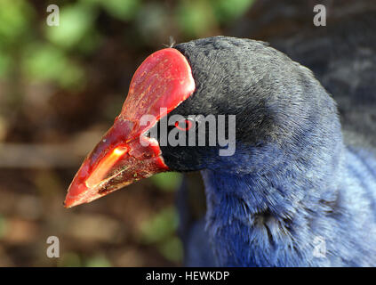 Das Foto zeigt einen Bluebird neben dem Pukeko, einem einheimischen Vogel Neuseelands. Pukeko (Porphyrio porphyrio) wird oft als Purple Swamp Hen bezeichnet, bekannt für seine lebhaften Farben und sein unverwechselbares Aussehen in Feuchtgebieten. Stockfoto