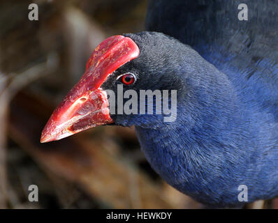 Der Pukeko, oder New Zealand Swamp Hen, ist ein auffälliger einheimischer Vogel, der in Feuchtgebieten und Graslandgebieten in ganz Neuseeland zu finden ist. Bekannt für sein hellblaues Gefieder, den roten Schnabel und die unverwechselbaren weißen Schwanzfedern, ist es in Neuseeland zu einer legendären Spezies geworden, die oft in Straßenbereichen auf der Suche nach Nahrungssuche ist. Stockfoto