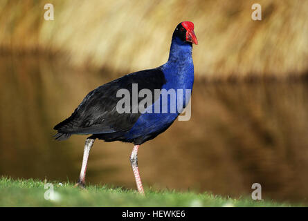 Der Pukeko (auch New Zealand Swamp Hen genannt) ist eine in Neuseeland heimische Vogelart. Bekannt für sein markantes blaues Gefieder und den roten Segel, lebt er in Feuchtgebieten und Graslandschaften, die oft in der Nähe von Straßen und sumpfigen Gebieten auf der Suche sind. Stockfoto