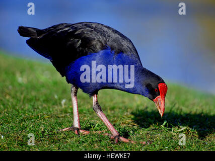 Der Pukeko, oder New Zealand Swamp Hen, ist ein einheimischer Vogel Neuseelands. Bekannt für sein markantes blaues Gefieder und seinen roten Schnabel, wird er oft in sumpfigen Gegenden auf Nahrungssuche gesehen und hebt sich von der üppigen Vegetation der Umgebung ab. Stockfoto