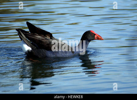 Die Pukeko, auch bekannt als Sumpfhühne, ist in Neuseeland beheimatet und besiedelt Feuchtgebiete, Seeufer und Weiden. Dieser Vogel mit seinen charakteristischen blauen Federn ist oft auf Neuseeland und den Chatham-Inseln zu sehen und kommt manchmal auf den Kermadecs und Campbell Island vor. Stockfoto