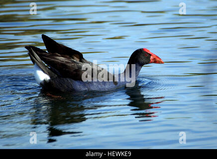 Der Pukeko (Porphyrio porphyrio melanotus) ist eine in Neuseeland heimische Unterart des violetten Sumpfs. Sie kommt häufig in Sumpfgebieten vor und hat sich an städtische Umgebungen angepasst. Stockfoto