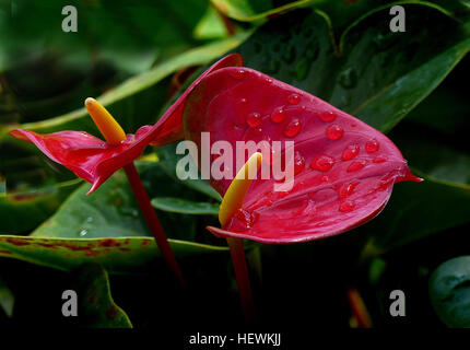 Anthurium, ist eine Gattung von etwa 1000 Arten von Blütenpflanzen, die größte Gattung der Aronstabgewächse, Aronstabgewächse. Allgemeine häufige Namen enthalten, Anthurium, Flamingo-Blume, Tailflower und laceleaf Stockfoto