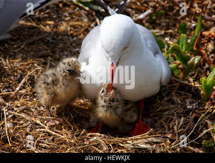 Einige Vögel sind so bekannt wie die rot-billed Gull, einfach genannt Möwe von den meisten Menschen. In erster Linie ein Vogel von der Küste, die es im Landesinneren in einigen Bereichen wie z. B. bei Rotorua und Orte in der Nähe der Küste oft gesehen werden kann haben einige auf Spielfeldern oder in Parks und Gärten, Fetzen von Besuchern suchen. Rot-billed Möwen fressen Krebstiere, Weichtiere, Fische und eine Vielzahl von wirbellosen Meerestieren. Am Wattenmeer habe einige gesehen, Paddeln kräftig um Kreaturen wie Würmer an die Oberfläche zu bringen. Sie plündern an Spitzen, manchmal nehmen Eiern aus Nestern und gelegentlich von anderen Vögel stehlen. Im Landesinneren sind Regenwürmer Stockfoto