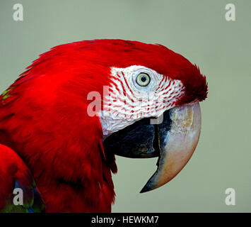 Der scharlachrote Ara (Ara macao) ist ein großer, lebendiger Papagei aus Südamerika, der an seinen roten, gelben und blauen Federn zu erkennen ist. Sie ist in den feuchten Wäldern des tropischen Südamerikas zu finden und ist durch Zerstörung von Lebensräumen und illegalen Handel bedroht. Trotz dieser Herausforderungen ist sie in bestimmten Regionen relativ häufig, insbesondere in den Tiefländern von Südmexiko bis zum Amazonasgebiet Peru und Brasilien. Stockfoto