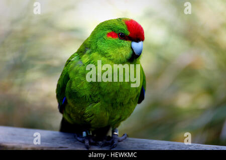 Gattung Cyanoramphus, Familie Psittacidae The Kakariki sind Mitglieder der Familie Papagei sind bekannt für ihre bunten Gefieder vor allem tropische Vögel. Es gibt zwei Hauptarten, gelb und rot-Krone. Die rote Krone tendenziell größer als die gelbe.  Die Kakariki sind grundsätzlich helle grüne Farbe, aber wie bei den meisten grün farbige Vögel, sind einige sehr schöne Farbvarianten hergestellt. Die rot-gekrönter Kakariki zeichnet sich durch eine leuchtend karminroten Stirn, Stockfoto