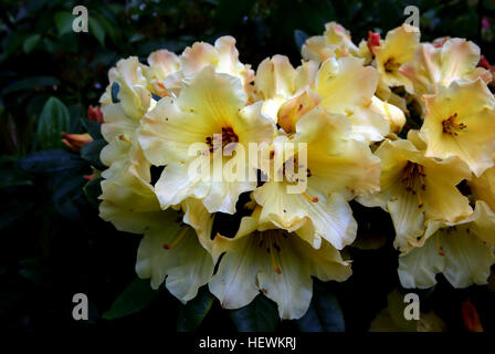 Gelbe Rhododendren fügen Wärme in den Garten. Während gute gelbe Sorten seltener als die anderen Farben sind, empfiehlt der GPP Rhododendron Beratende Ausschuss fünf Sorten für den küstennahen Nordwesten. 'Nancy Evans' hat Orange-rote Blütenknospen. Anfang Mai öffnen diese, Bernstein-gelben Blüten, die zu reich goldgelb in der Kehle zu verblassen. Der Kelch (schalenförmig unter dem Blütenstand) ist groß, was einen Schlauch-in-Schlauch-Effekt Stockfoto