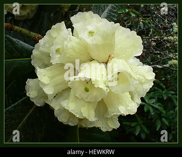 Rhododendron Macabeanum, bekannt für seine großen, markanten Blüten und glänzend grünen Blätter, ist eine im Himalaya heimische Rhododendron-Art. Diese besondere Sorte blüht mit leuchtend gelben bis blassgoldenen Blüten, was sie zu einer atemberaubenden Ergänzung für Gärten und botanische Sammlungen macht. Stockfoto