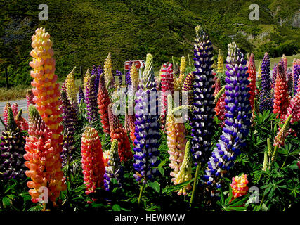 Lupinus Polyphyllus (großblättrige Lupine, großer-blättrig lupine, n-leaved lupine oder, vor allem im Anbau, Garten Lupine) ist eine Art von Lupine (Lupine) in westlichen Nordamerika vom südlichen Alaska und British Columbia Ost nach Quebec und westlichen Wyoming und Süd nach Utah und Kalifornien beheimatet. Sie wächst häufig entlang Flüssen und Bächen, bevorzugen feuchte Lebensräume.  Es ist eine mehrjährige krautige Pflanze mit dicken Stängel wächst auf 1,5 m (4 ft 11 innen) hoch. Die Blätter sind handförmig zusammengesetzte mit (5-) 9-17 Broschüren 3 – 15 Zentimeter (1.2 – 5,9 Zoll) lang. Die Blumen werden auf einer hohen Spitze produziert, Stockfoto