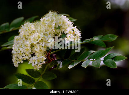 Die Rowans oder Ebereschen sind Sträucher oder Bäume in Gattung Sorbus der Familie der Rosengewächse. Sie sind heimisch in den kühlen gemäßigten Regionen der Nordhalbkugel mit der höchsten Artenvielfalt in den Bergen des westlichen China und dem Himalaya, wo zahlreiche Staubfäden Kleinarten auftreten. Der Name Rowan war ursprünglich zur Gattung Sorbus Aucuparia angewendet und dient auch für andere Arten Sorbus Untergattung Sorbus. Rowans sind unabhängig von den wahren Eschen, die gehören zu der Gattung Fraxinus, Familie Oleaceae, obwohl ihre Blätter oberflächliche Ähnlichkeit tragen. Stockfoto