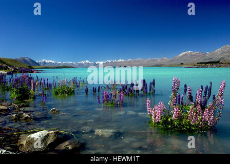 Lake Tekapo ist die zweitgrößte der drei etwa parallel Seen Nord-Süd-Richtung entlang dem Nordrand des Mackenzie-Becken auf der Südinsel Neuseelands. Der See ist ein Fotograf, der Traum wird wahr, mit schneebedeckten Bergen, türkisblauen See und eine fesselnde schöne kleine Kirche. Jedes Jahr von Mitte November bis Dezember, wird die Schönheit durch eine bunte Anzeige von Lupinen erhöht.  Russell Lupine (Lupinus Polyphyllus) ist eine exotische Pflanze, die bis zu 1,5 Meter wachsen können. Es ist eine mehrjährigen Arten – das heißt, sie blüht und Samen im Sommer stirbt zurück in den Stamm Basis Ov setzt Stockfoto