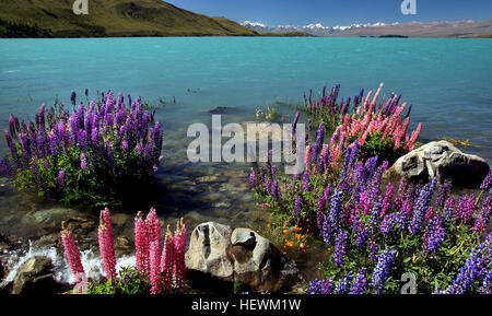 Lake Tekapo ist die zweitgrößte der drei etwa parallel Seen Nord-Süd-Richtung entlang dem Nordrand des Mackenzie-Becken auf der Südinsel Neuseelands. Der See ist ein Fotograf, der Traum wird wahr, mit schneebedeckten Bergen, türkisblauen See und eine fesselnde schöne kleine Kirche. Jedes Jahr von Mitte November bis Dezember, wird die Schönheit durch eine bunte Anzeige von Lupinen erhöht.  Russell Lupine (Lupinus Polyphyllus) ist eine exotische Pflanze, die bis zu 1,5 Meter wachsen können. Es ist eine mehrjährigen Arten – das heißt, sie blüht und Samen im Sommer stirbt zurück in den Stamm Basis Ov setzt Stockfoto