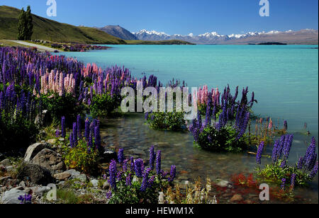 Lake Tekapo ist die zweitgrößte der drei etwa parallel Seen Nord-Süd-Richtung entlang dem Nordrand des Mackenzie-Becken auf der Südinsel Neuseelands. Der See ist ein Fotograf, der Traum wird wahr, mit schneebedeckten Bergen, türkisblauen See und eine fesselnde schöne kleine Kirche. Jedes Jahr von Mitte November bis Dezember, wird die Schönheit durch eine bunte Anzeige von Lupinen erhöht. Russell Lupine (Lupinus Polyphyllus) ist eine exotische Pflanze, die bis zu 1,5 Meter wachsen können. Es ist eine mehrjährigen Arten – das heißt, sie blüht und Samen im Sommer stirbt zurück in den Stamm Basis Ove setzt Stockfoto