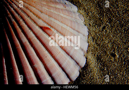 Jakobsmuschel ist eine gebräuchliche Bezeichnung für eine der zahlreichen Arten von Salzwasser Muscheln oder marine zweischaligen Mollusken in der taxonomischen Familie Kammmuscheln, die Jakobsmuscheln. Viele Arten von Jakobsmuscheln sind sehr begehrt als Nahrungsquelle Stockfoto