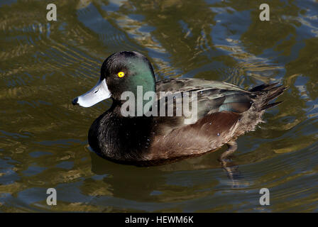 Neuseeland Scaup sind ganz im Gegensatz zu anderen ansässigen Entenarten. Dunkel und mit einem abgerundeten Profil hocken, treten sie oft in großen Herden, schwimmende mit Kork-ähnlichen Auftrieb. Scaup Tauchen Enten und verbringen viel Zeit unter Wasser, wo sie längere Wegstrecken zurücklegen können. Beide Geschlechter sind dunkel-plumaged, aber leicht zu unterscheiden. Das Männchen hat dunkle schwarz-braune Gefieder mit irisierenden blau-grünen Kopf und Flügeln und leichter Marmorierung auf der Brust und Unterseite. Seine Iris ist gelb und blau-grau in Rechnung. Das Weibchen ist ein stumpfer Schokolade braun, blasser auf ihrer Unterseite. Ihre Iris ist braun und bil Stockfoto