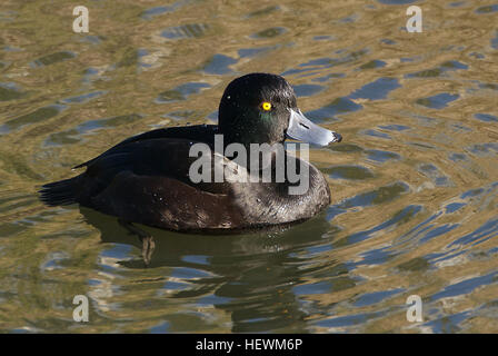 Neuseeland Scaup sind ganz im Gegensatz zu anderen ansässigen Entenarten. Dunkel und mit einem abgerundeten Profil hocken, treten sie oft in großen Herden, schwimmende mit Kork-ähnlichen Auftrieb. Scaup Tauchen Enten und verbringen viel Zeit unter Wasser, wo sie längere Wegstrecken zurücklegen können. Beide Geschlechter sind dunkel-plumaged, aber leicht zu unterscheiden. Das Männchen hat dunkle schwarz-braune Gefieder mit irisierenden blau-grünen Kopf und Flügeln und leichter Marmorierung auf der Brust und Unterseite. Seine Iris ist gelb und blau-grau in Rechnung. Das Weibchen ist ein stumpfer Schokolade braun, blasser auf ihrer Unterseite. Ihre Iris ist braun und bil Stockfoto