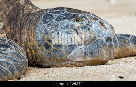 Name: BRUTUS hawaiischen Namen: NALUKAI - ertrug die Stürme des Lebens Erwachsenen, männlichen Brutus, ein 35-40 Jahre alte Männchen gehörte die ersten Schildkröten im Jahr 1999 wiederholt am Laniakea Beach in der Sonne aalen. Mit einem Gewicht von ca. 166 Pfund, war l-1 die erste Schildkröte PIT (Passive integrierten Transponder) Identification Tags in seinem hinteren Flossen zu erhalten. Er verbringt so viel Zeit am Strand, wie er in den Ozean und ist für Besucher aus der ganzen Welt bekannt. Es war auf einer stürmischen Marsch 15. Abend, den er an Land, kam nach dem Verlust die Hälfte seiner hinteren Flipper, Tigerhai, so bekam er die Sh Stockfoto