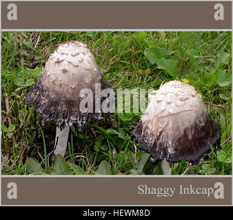 Struppige Tintenpilze, wissenschaftlich bekannt als Coprinus comatus, zeigen ihren charakteristischen Hut und Stiel, wichtige Kennzeichen bei der Pilzbestimmung. Stockfoto