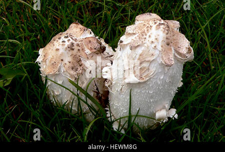 Coprinus Comatus, zottigen Tinte GAP, des Rechtsanwalts Perücke oder Shaggy Mähne, ist eine gemeinsame Pilz oft gesehen wächst auf Wiesen, auf Schotterstraßen und waste-Areas. Die junge Fruchtkörper erscheinen zunächst als weiße Zylinder aus dem Boden, dann die glockenförmige Kappen öffnen sich. Die Kappen sind weiß und mit Schuppen bedeckt – Dies ist der Ursprung der gemeinsamen Namen des Pilzes. Die Kiemen unter der Kappe sind weiß, dann rosa, dann schwarz und sezernieren eine schwarze Flüssigkeit gefüllt mit Sporen (daher der Name "Tinte GAP"). Dieser Pilz ist ungewöhnlich, denn es wird schwarz und lösen sich selbst in einer Angelegenheit von Stunden af Stockfoto