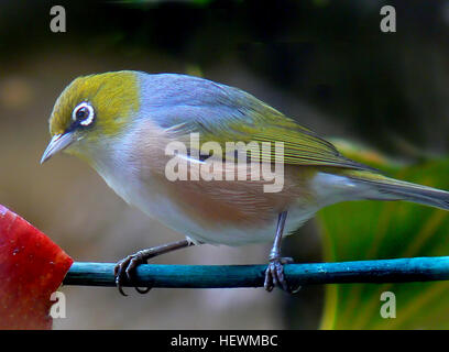 Dieses Foto zeigt das Silvereye, auch bekannt als Zosterops lateralis, einen kleinen Vogel aus Neuseeland. Das Bild fängt die zarten Merkmale und leuchtenden Farben dieser Art ein und unterstreicht ihre Rolle im lokalen Ökosystem. Stockfoto