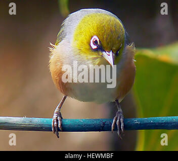 Das Silvereye (Zosterops lateralis) ist ein kleiner Vogel aus Neuseeland. Auch als Wachsauge bekannt, ist es für seinen charakteristischen weißen Ring um die Augen und sein grünliches Gefieder bekannt. Diese Vögel kommen in Neuseelands Wäldern und Gärten häufig vor. Stockfoto
