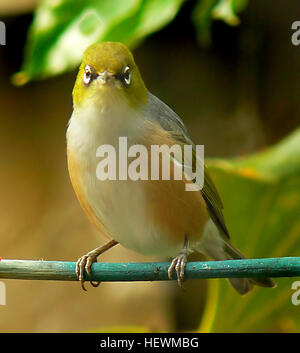 ,, Vögel, New Zealand, Silber Augen, Pazifik, kleiner Vogel, Wachs Augen, Wachs-Auge Zosterops Lateralis Stockfoto