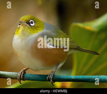 ,, Vögel, New Zealand, Silber Augen, Pazifik, kleiner Vogel, Wachs Augen, Wachs-Auge Zosterops Lateralis Stockfoto