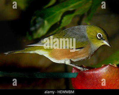 Das Silberauge, auch als Wachsauge oder Zosterops lateralis bekannt, ist ein kleiner Vogel aus Neuseeland. Es ist bekannt für seinen charakteristischen Augenring und sein olivgrünes Gefieder, das oft in Wäldern und Gärten im ganzen Land zu finden ist. Stockfoto